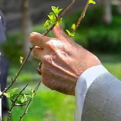 نیکی