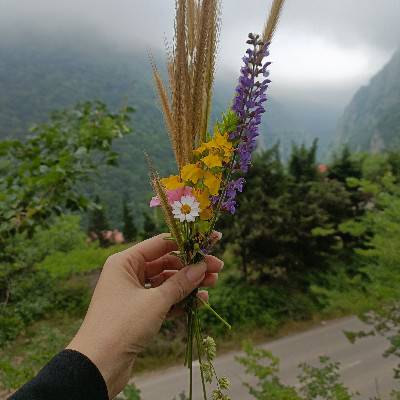 فائزه جلیلاوی