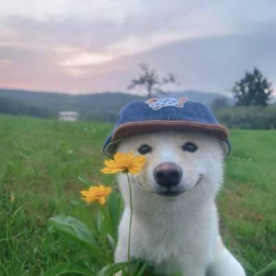 Pouya Daliri