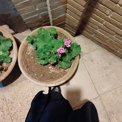 صدیقه سلطانی 